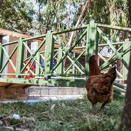 Uygulama מלון קס